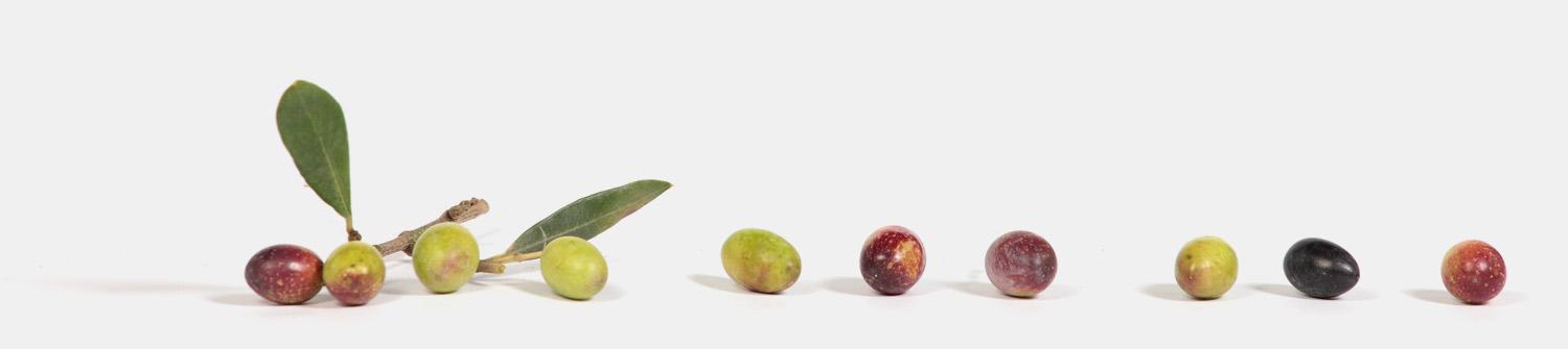 Olivie-antiage-olive